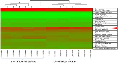 Meta-Transcriptomic Response to Copper Corrosion in Drinking Water Biofilms