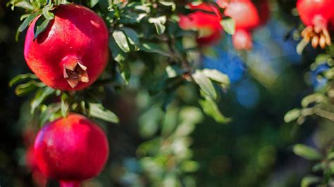 5 Foods That Can Help Increase Testosterone Levels - The Food Institute