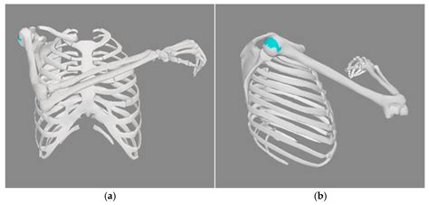 Predictions of Muscle Forces During the Cross-Body Adduction and Hand ...