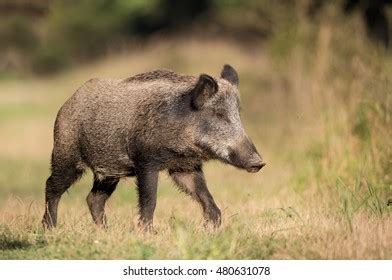 Asp.net Core Checkbox Example 的图像结果