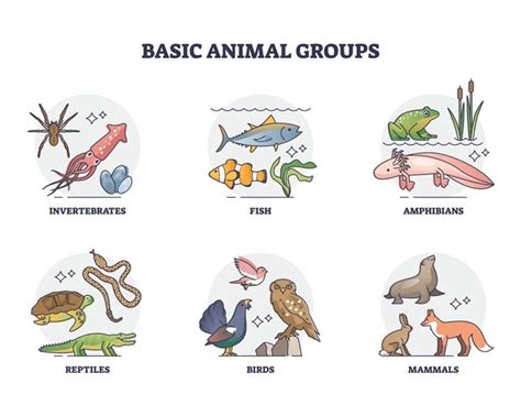Classification Types of Animals 的图像结果