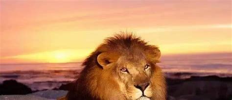 这可能是全世界最温顺的狮子了，但依然面临着灭绝