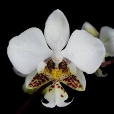 Phalaenopsis stuartiana sp. – EXOTICA ORCHIDS