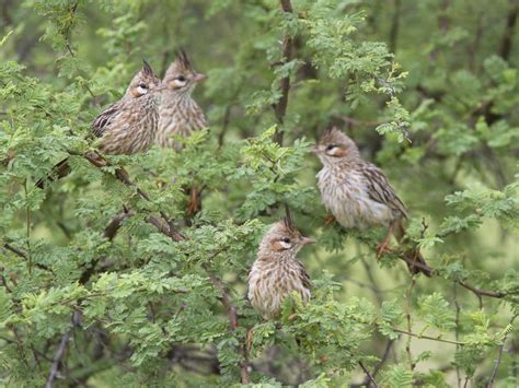 Lark-like Brushrunner - eBird