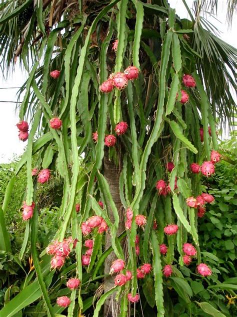 SK Farming Dragon Tree (Hybrid, Pack of 1) | SKF-RED DRAGON FRUIT PLANT ...