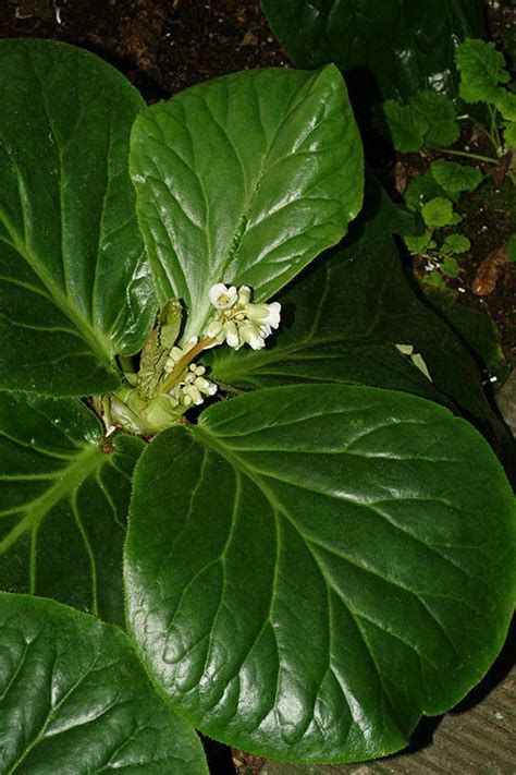 Bergenia ciliata (Haw.) Sternb. | Plants of the World Online | Kew Science