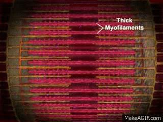 Image result for Mucscl Contraction Animation