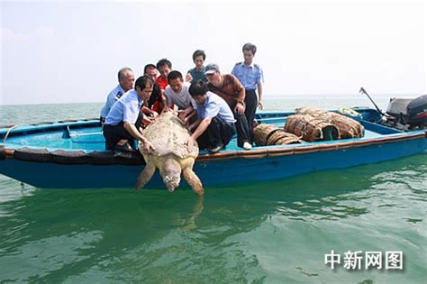 千年海龟“玳瑁”放归大海 重达300多斤(图)-搜狐新闻