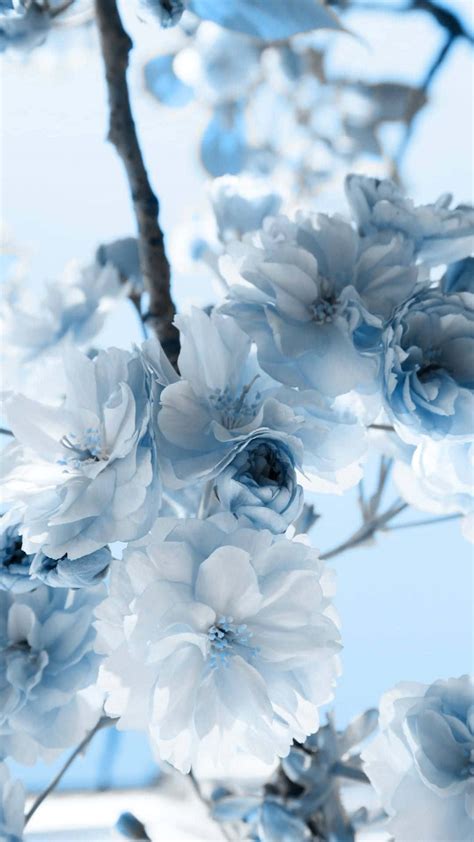 Blue And White Flowers Wallpaper 4080 15912 Lizette Light Blue