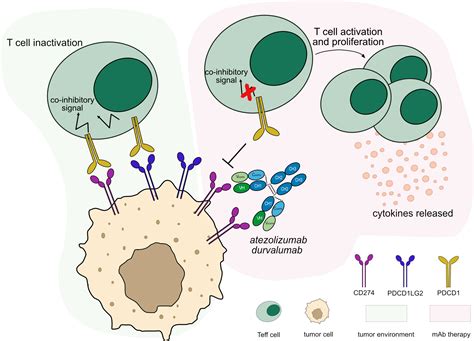 Frontiers | Mechanisms of action of monoclonal antibodies in oncology ...