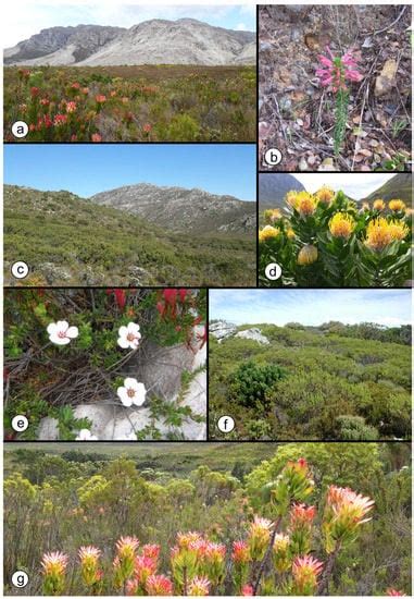 Microbial Communities in the Fynbos Region of South Africa: What ...