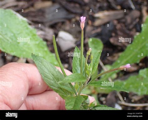 Square-Stemmed Willow Herb (Epilobium tetragonum Stock Photo - Alamy