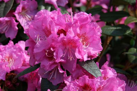 Image result for Ruby Midnight