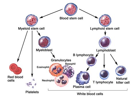 Lymphocytes function, types, normal range & causes of high or low lymphocytes