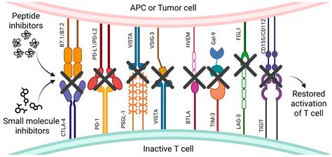 Negative Immune Checkpoint Inhibitors