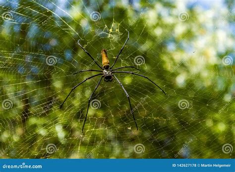Giant Orb Weaver Spider