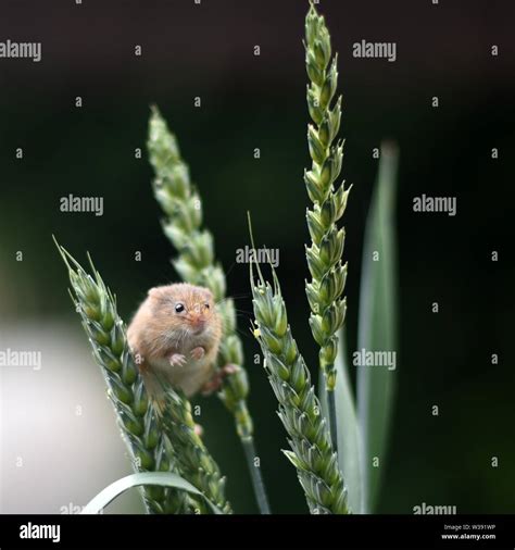 Eurasian Harvest Mouse (Micromys minutus) - looking through ears of ...