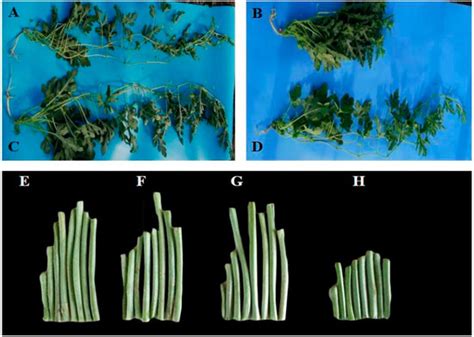 Molecular Mapping and Candidate Gene Analysis for GA3 Responsive Short ...