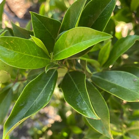 Laurel - Carolina Cherry - Shopic