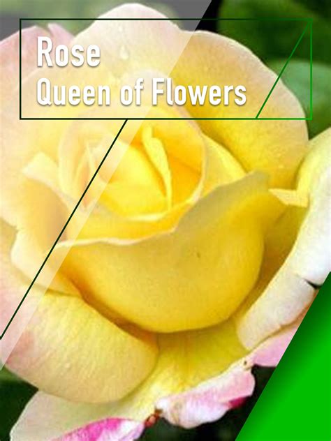 Prime Video: Rose - Queen of Flowers