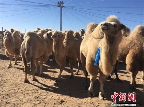中国“驼乡”的五千年“变脸”：骆驼文化的守望者|骆驼|张玮|守望者_新浪新闻