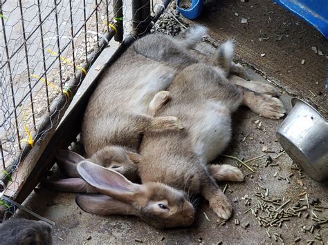 Flemish Giant Rabbits For Sale | De Graff, OH #307008