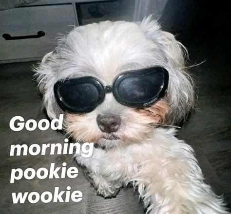 Good Morning Sunshine Memes