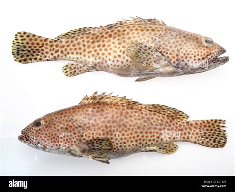 Grouper