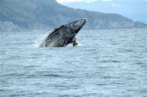 Grey whales