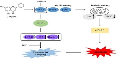 Chrysin Induces Apoptosis via the MAPK Pathway and Regulates ERK/mTOR ...