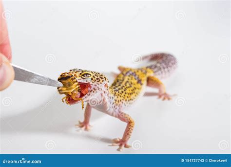 Image result for Gecko vs Cockroach