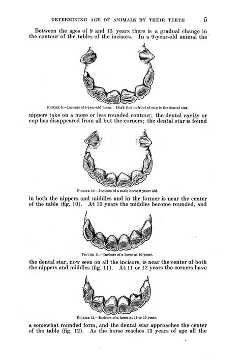 Horse Teeth Age Chart