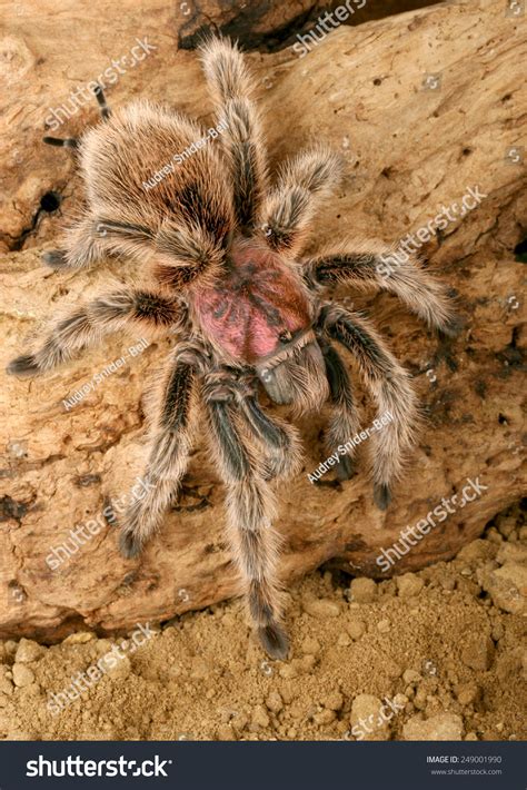 Chilean Rose Hair Tarantula Grammostola Rosea Stock Photo 249001990 ...
