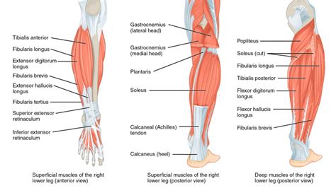 The Structure & Function Of The Tibia And Fibula - UMZU