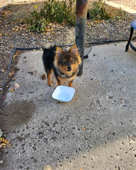 German Shepherd And Pomeranian Mix