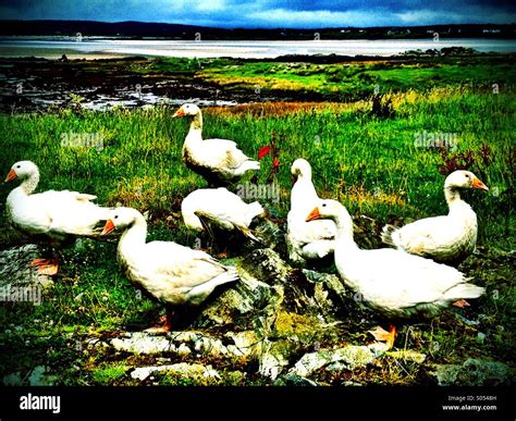 Gaggle of geese#2 Stock Photo - Alamy
