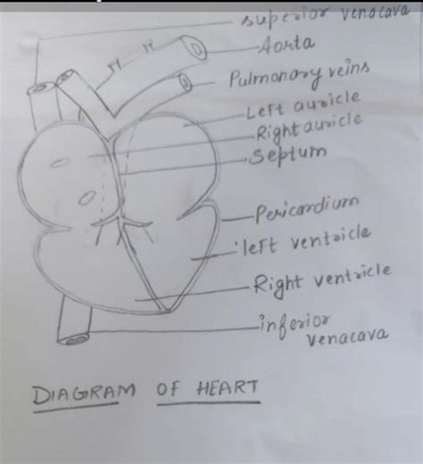 question. 1] draw a skeleton system and label it 2] draw a heart and ...