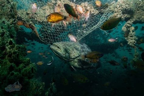 Haunting Our Seas: How ‘ghost nets’ threaten marine life and human ...