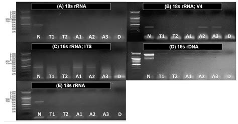 Pretreatment Method for DNA Barcoding to Analyze Gut Contents of Rotifers