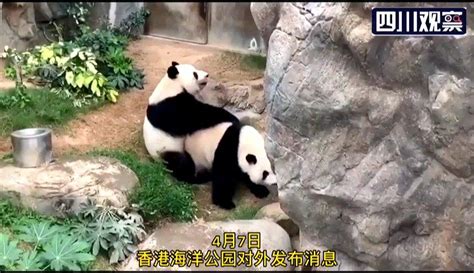 旅日20年熊猫即将回国，日本民众不舍：中国再给两只行不？ - 哔哩哔哩