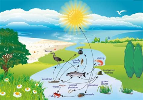 Estuary Ecosystem - Environment Notes