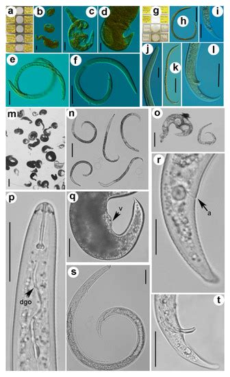 Plants | Special Issue : The Systematics, Morphological, and Molecular ...