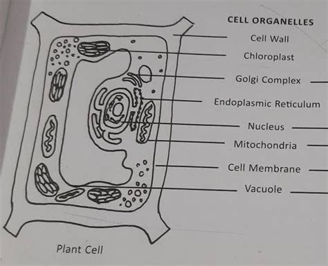 . 11) Draw a well labelled diagram of Plant Cell 12) Give the ...
