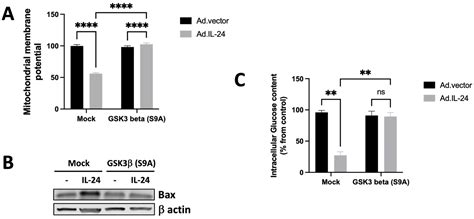 Interleukin 24 Promotes Mitochondrial Dysfunction, Glucose Regulation ...