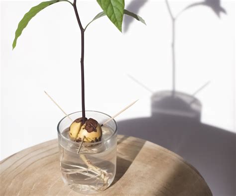 Avocado Seed In Water