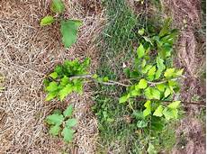 jardin en aout potager en ao 251 t la communaut 233 de pupucefreewoman jardin en aout potager en ao 251 t la communaut 233 de pupucefreewoman