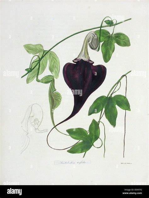 The Botanist is a term often used to describe a person who studies ...