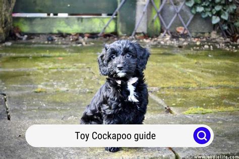 Image result for Cockapoo Full-Grown