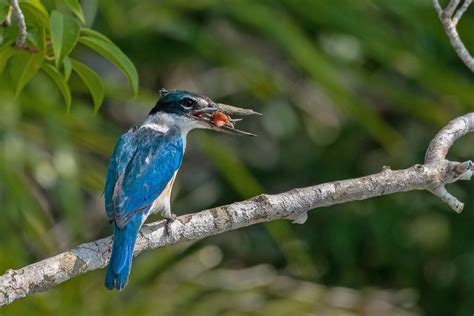 Get To Know India's Kingfishers | Nature inFocus