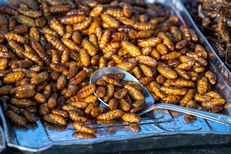 Pupa, silkworm fried food, fried insect larvae snack as exotic in asia ...